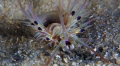 Ciekawe fakty dotyczące dzwoni robaków